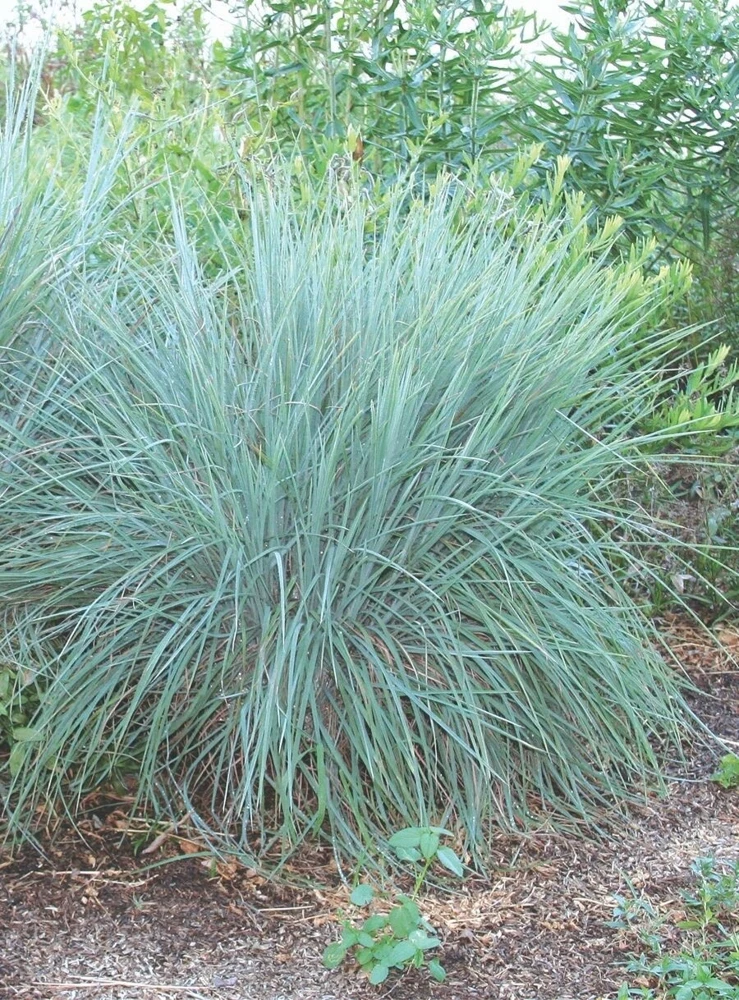 Little Bluestem Prairie Blues Schizachyrium Live Starter Plant Ships in Pot, Native Ornamental Grass - Image 3