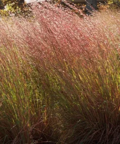 Little Bluestem Prairie Blues Schizachyrium Live Starter Plant Ships in Pot, Native Ornamental Grass - Image 4