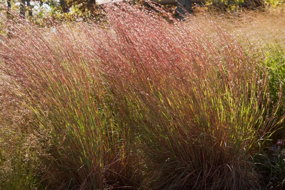 Little Bluestem Prairie Blues Schizachyrium Live Starter Plant Ships in Pot, Native Ornamental Grass - Image 4