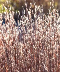Little Bluestem Prairie Blues Schizachyrium Live Starter Plant Ships in Pot, Native Ornamental Grass - Image 5