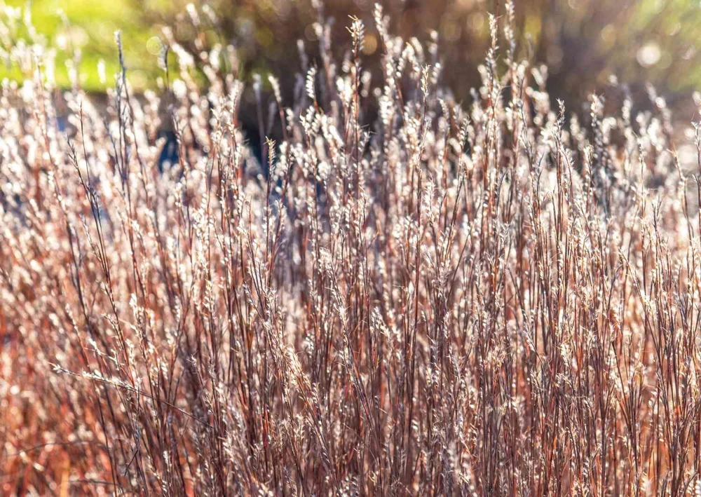 Little Bluestem Prairie Blues Schizachyrium Live Starter Plant Ships in Pot, Native Ornamental Grass - Image 5