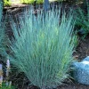 Little Bluestem Prairie Blues Schizachyrium Live Starter Plant Ships in Pot, Native Ornamental Grass - Image 1