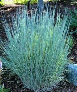 Little Bluestem Prairie Blues Schizachyrium Live Starter Plant Ships in Pot, Native Ornamental Grass - Image 1