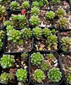 Little Gem Cremnosedum Succulent Live Plant – 2 inch Pot – Indoor/Outdoor - Image 2