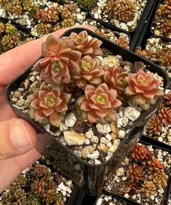 Little Gem Cremnosedum Succulent Live Plant – 2 inch Pot – Indoor/Outdoor - Image 3