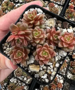 Little Gem Cremnosedum Succulent Live Plant – 2 inch Pot – Indoor/Outdoor - Image 4