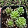 Little Gem Cremnosedum Succulent Live Plant – 2 inch Pot – Indoor/Outdoor - Image 1