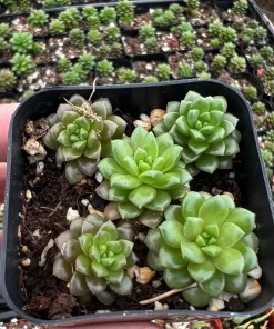 Little Gem Cremnosedum Succulent Live Plant – 2 inch Pot – Indoor/Outdoor - Image 1