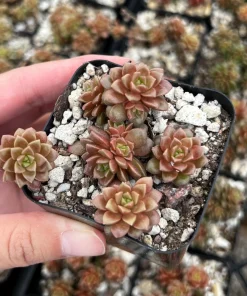 Little Gem Cremnosedum Succulent Live Plant – 2 inch Pot – Indoor/Outdoor - Image 5