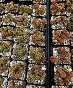 Little Gem Cremnosedum Succulent Live Plant – 2 inch Pot – Indoor/Outdoor - Image 6