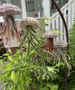 Live Air Plant – Tillandsia in Seashell – Coastal Home Decor Gift - Image 10