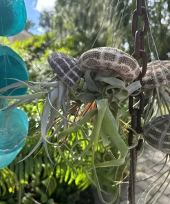 Live Air Plant – Tillandsia in Seashell – Coastal Home Decor Gift - Image 2