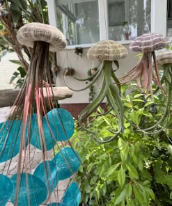 Live Air Plant – Tillandsia in Seashell – Coastal Home Decor Gift - Image 8