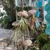 Live Air Plant – Tillandsia in Seashell – Coastal Home Decor Gift - Image 1