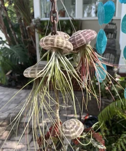Live Air Plant – Tillandsia in Seashell – Coastal Home Decor Gift - Image 1