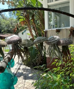 Live Air Plants Tillandsia Collection - Houseplant for Home Decor - Image 4