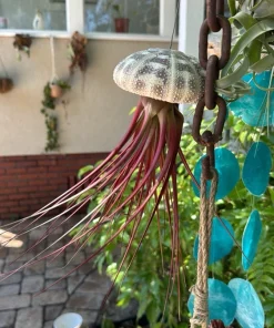 Live Air Plants Tillandsia Collection - Houseplant for Home Decor - Image 8