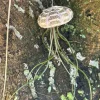Live Air Plants Tillandsia Collection - Houseplant for Home Decor - Image 1