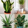 Live Air Purifying Houseplant Collection with Pot - Indoor Combo - Image 1