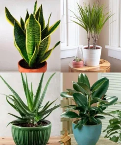 Live Air Purifying Houseplant Collection with Pot - Indoor Combo - Image 1