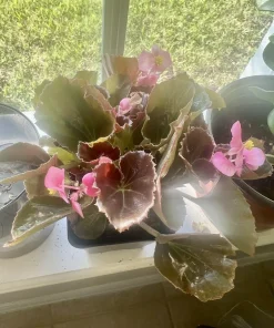 Live Begonia Plant with Pot - Colorful Indoor Tropical Houseplant - Image 8