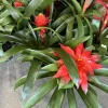 Live Bromeliad Plant in Vase - Tropical Flowering Indoor Houseplant - Image 1