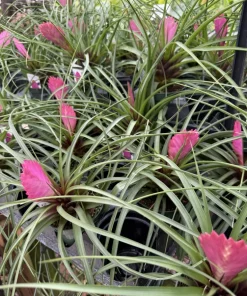 Live Bromeliad Plant – Tropical Flowering Houseplant – Choose Your Variety - Image 10