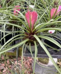 Live Bromeliad Plant – Tropical Flowering Houseplant – Choose Your Variety - Image 11