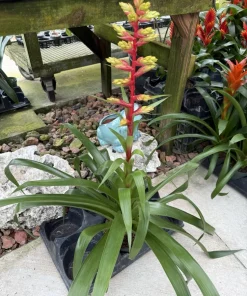 Live Bromeliad Plant – Tropical Flowering Houseplant – Choose Your Variety - Image 12