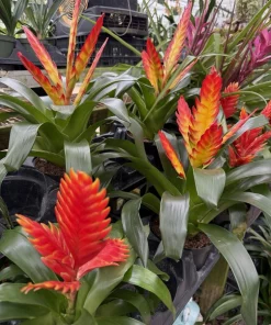 Live Bromeliad Plant – Tropical Flowering Houseplant – Choose Your Variety - Image 13