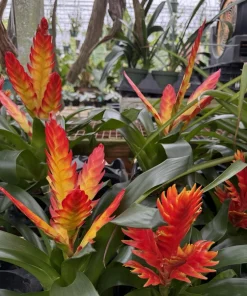 Live Bromeliad Plant – Tropical Flowering Houseplant – Choose Your Variety - Image 14
