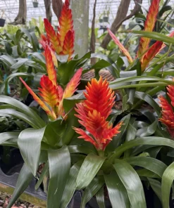 Live Bromeliad Plant – Tropical Flowering Houseplant – Choose Your Variety - Image 15