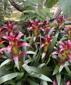 Live Bromeliad Plant – Tropical Flowering Houseplant – Choose Your Variety - Image 2