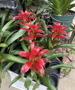 Live Bromeliad Plant – Tropical Flowering Houseplant – Choose Your Variety - Image 4