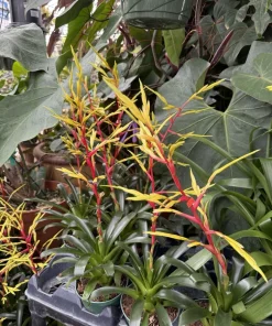 Live Bromeliad Plant – Tropical Flowering Houseplant – Choose Your Variety - Image 5