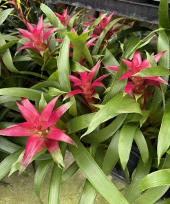 Live Bromeliad Plant – Tropical Flowering Houseplant – Choose Your Variety - Image 6