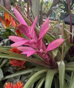 Live Bromeliad Plant – Tropical Flowering Houseplant – Choose Your Variety - Image 7