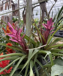 Live Bromeliad Plant – Tropical Flowering Houseplant – Choose Your Variety - Image 8