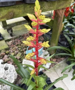 Live Bromeliad Plant – Tropical Flowering Houseplant – Choose Your Variety - Image 9
