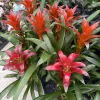 Live Bromeliad Plant – Tropical Flowering Houseplant – Choose Your Variety - Image 1