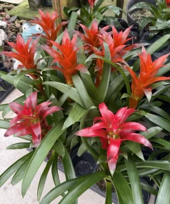 Live Bromeliad Plant – Tropical Flowering Houseplant – Choose Your Variety - Image 1