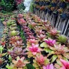 Live Bromeliad Plant - Tropical Houseplant, Choose Variety - Image 1