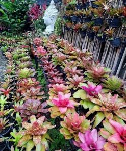 Live Bromeliad Plant - Tropical Houseplant, Choose Variety - Image 1