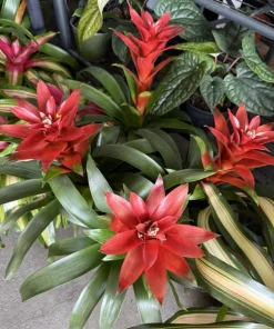 Live Bromeliad Plant - Tropical Houseplant - Vibrant Color & Variety - Image 2