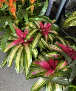 Live Bromeliad Plant - Tropical Houseplant - Vibrant Color & Variety - Image 3