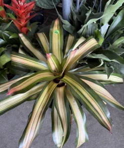 Live Bromeliad Plant - Tropical Houseplant - Vibrant Color & Variety - Image 5