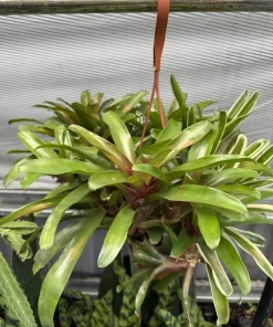 Live Bromeliad Plant - Tropical Houseplant - Vibrant Color & Variety - Image 8