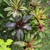 Live Bromeliad Plant - Tropical Houseplant - Vibrant Color & Variety - Image 1
