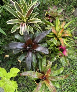 Live Bromeliad Plant - Tropical Houseplant - Vibrant Color & Variety - Image 1