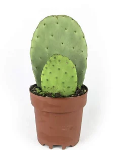 Live Cactus Plant with Pot - Easy Care Indoor/Outdoor Succulent - Image 2